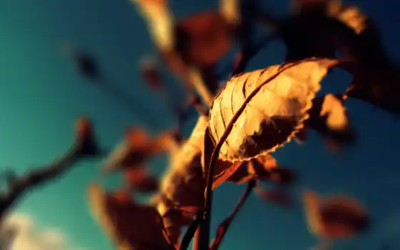 листья, обои, сухие, под, осень, осенний, тусклым,